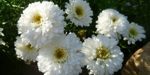 Haljina za mladenku od krizanteme: sadnja i njega, zalijevanje i hranjenje, fotografija